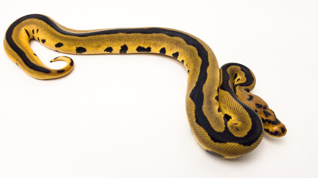 Leopard Orange Dream Clown Royal Python