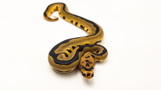 Leopard Orange Dream Clown Royal Python