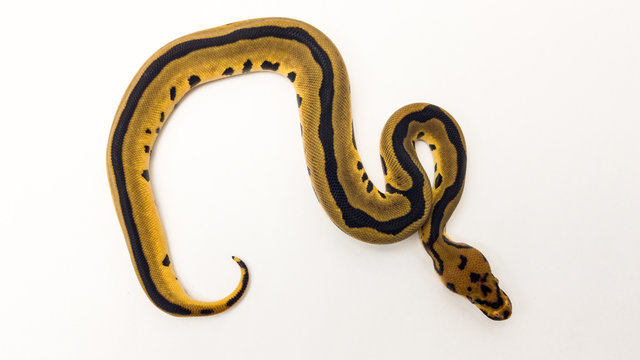 Leopard Orange Dream Clown Royal Python