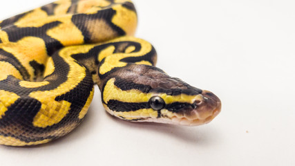 Orange Dream Pastel Yellow Belly Royal Python