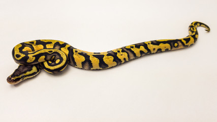 Orange Dream Pastel Yellow Belly Royal Python