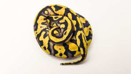 Orange Dream Pastel Yellow Belly Royal Python