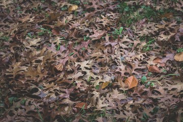 Brown pin oak tree leaves on the dark ground. Autumn, fall season. Vintage effect