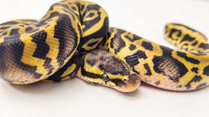 Leopard Pastel Yellow Belly Royal Python