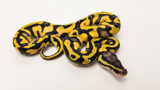 Orange Dream Pastel Yellow Belly Royal Python