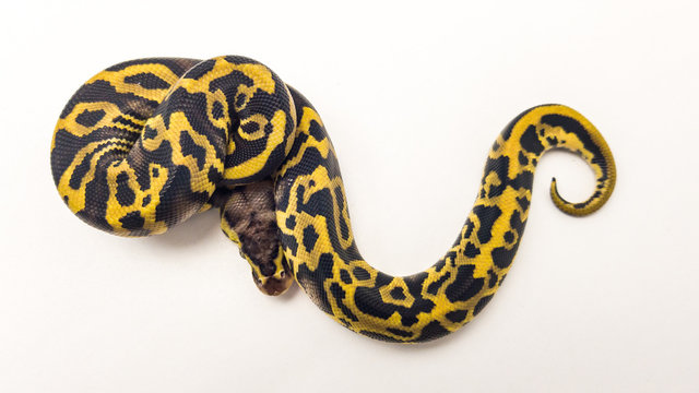 Leopard Pastel Yellow Belly Royal Python