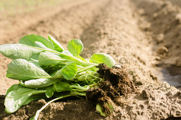 cabbage seedlings ready for planting in the field. farming, agriculture, vegetables, agroindustry.