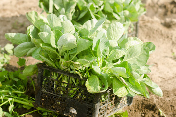cabbage seedlings ready for planting in the field. farming, agriculture, vegetables