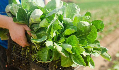 the farmer is holding cabbage seedlings ready for planting in the field. farming, agriculture, vegetables, agroindustry.