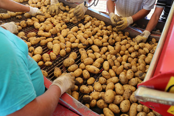 Landwirtschaftliches Kartoffeln roden