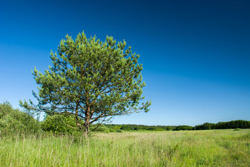 Coniferous tree on a green meadow and blue sky