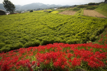 葛城古道彼岸花咲く頃