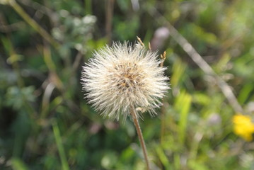 plants flowers