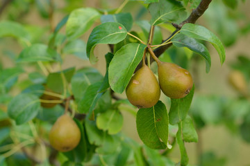 Birnbaum am Strassenrand