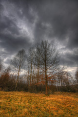 Meadow and small forest under dramatic sky at early spring