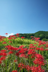 葛城古道彼岸花咲く頃