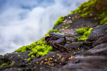 Red rock crab at the rocky shore in Tenerife Canary Island