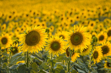 Obraz premium Sunflowers during sunset
