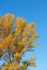 Autumnal forest in the Pyrenees