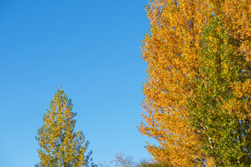 Fototapeta premium Autumnal forest in the Pyrenees