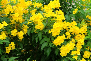 beautiful yellow flower