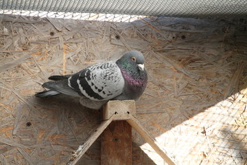 Wypoczywający gołąb