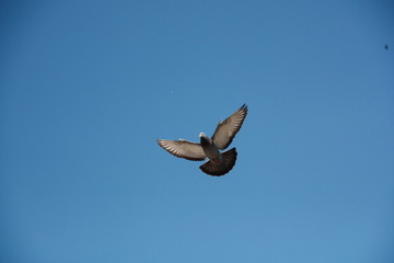 Gołąb w locie