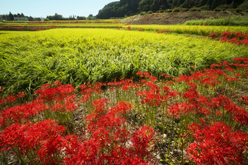 葛城古道彼岸花咲く頃