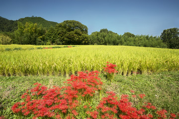 葛城古道彼岸花咲く頃