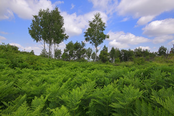 Meadow covered by Eagle fern plants with birches and cloudy sky on background © Pawel Burgiel