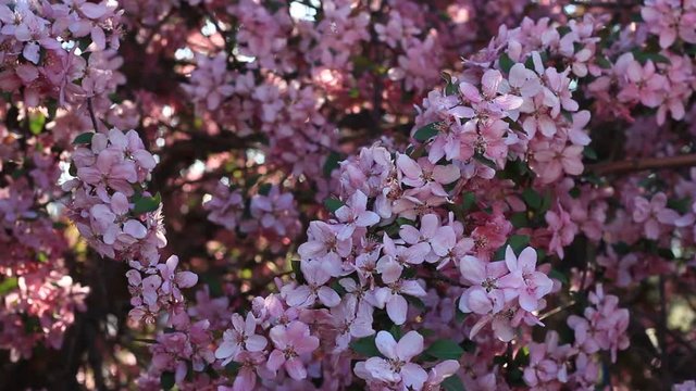 Pink blossoms on a crab apple tree