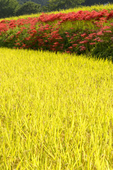 葛城古道彼岸花咲く頃