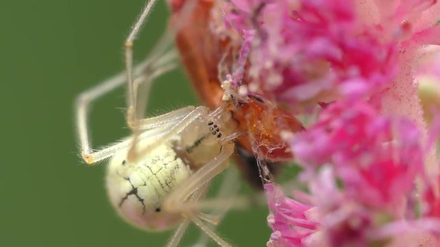 Spider eat beetle Cantharis livida on Astilbe