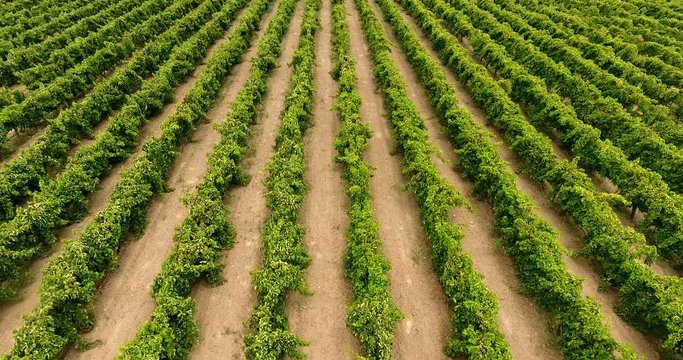 Aerial flight over vineyard rows 4k