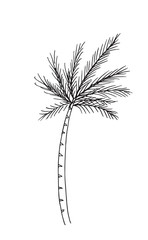 Hand-drawn sketch of a plant, isolated on white background