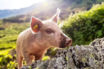 Schwein am Berg im Sommer