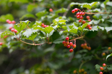 Obraz premium Viburnum berries weigh on a branch