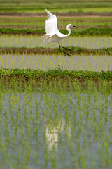 シラサギが田植え直後の田んぼを飛ぶ