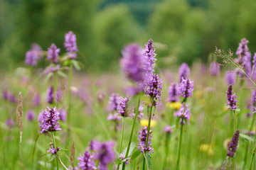 Obraz premium Mountain flowers with selective focus