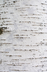 bark of birch tree, background texture