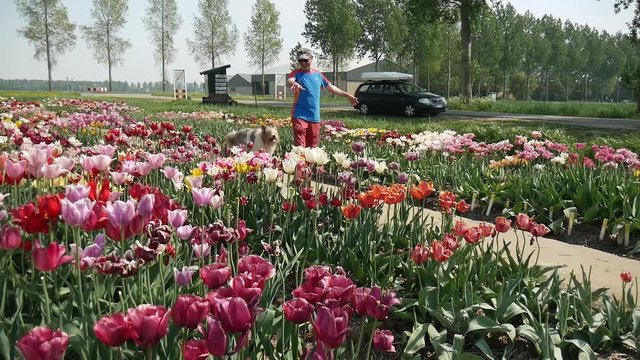Uomo in campo di tulipani in Olanda
