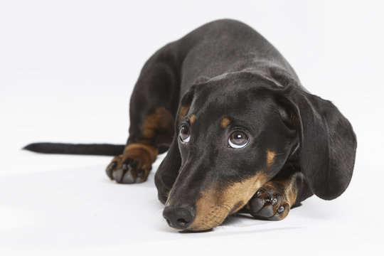 Studio portrait of an expressive Teckel dog against white background