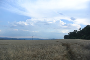Plants