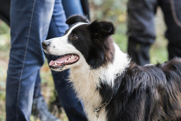 Border Collie dog walking in the woods in Belgium
