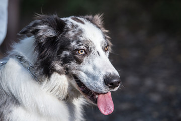 Border Collie dog walking in the woods in Belgium