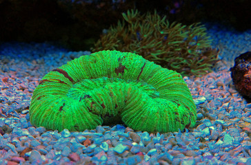 Open brain coral in reef aquarium tank