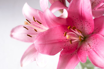 A fragment of pink lilies   bunch on a white background
