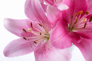 Fototapeta na wymiar Stamen and pistil of pink flower lilies close up. Abstract Nature background.