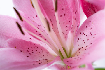 Stamen and pistil of pink flower lilies close up. Abstract Nature background.
