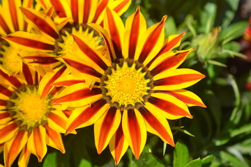 flower, yellow, nature, garden, orange, summer, green, plant, flowers, bloom, flora, sunflower, daisy, macro, design, textured, illustration, backdrop, abstraction, graphics, blossom, red, bright, pet